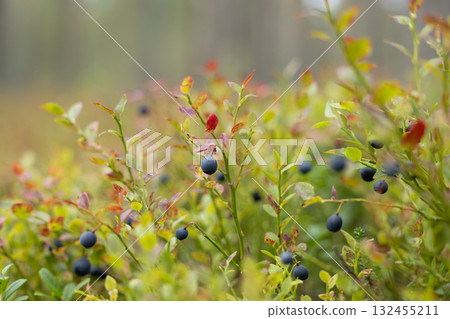 Wild Bilberries (Vaccinium myrtillus) in the forest. 132455211