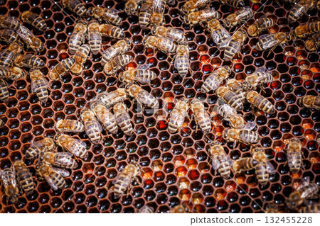 Honey Bees working on honeycomb close-up shot. 132455228