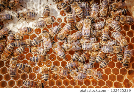 Honey Bees working on honeycomb close-up shot. Honey Bees working on honeycomb close-up shot. 132455229