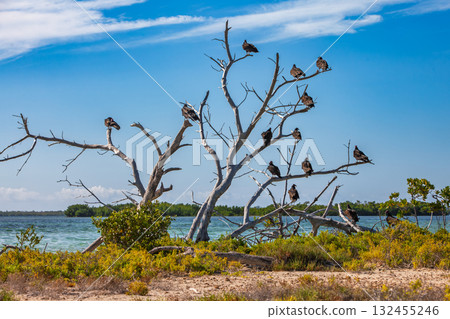 Turkey Vulture (Cathartes aura) sit on a tree near a reservoir... 132455246