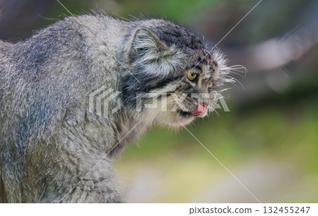 Pallas's cat (Otocolobus manul), also known as the manul, is a small wild cat with long and dense light grey fur, and rounded ears set low on the sides of the head. Pallas's cat (Otocolobus manul), also known as the manul, is a small wild cat with long and dense light grey fur, and rounded ears set low on the sides of the head. 132455247