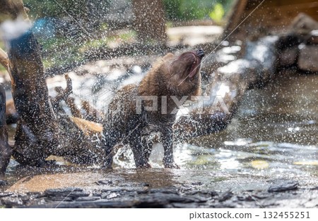 Bush dog (Speothos venaticus) in nature. Bush dogs are found from Panama in Central America, through much of South America. Bush dog (Speothos venaticus) in nature. Bush dogs are found from Panama in Central America, through much of South America. 132455251