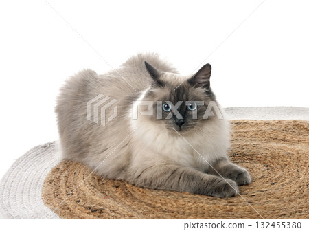 siberian cat in studio 132455380