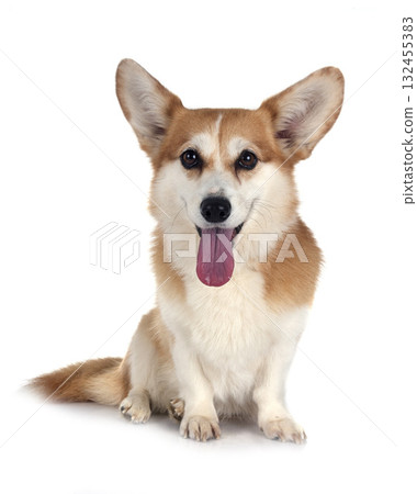 Pembroke Welsh Corgi Pembroke Welsh Corgi 132455383