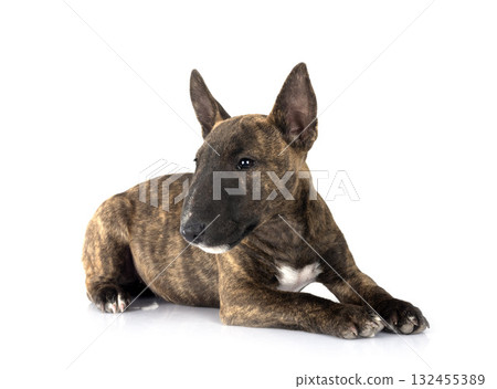 miniature bull terrier in studio miniature bull terrier in studio 132455389