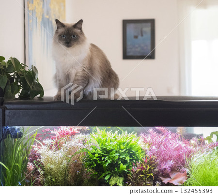 siberian cat and aquarium 132455393