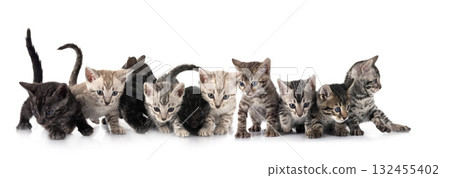 bengal kitten in studio bengal kitten in studio 132455402