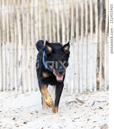 french shepherd running 132455403