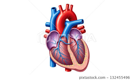 Human Cardiovascular System with Oxygenation Color Coding Human Cardiovascular System with Oxygenation Color Coding 132455496