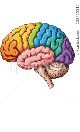 Human Brain Anatomy with Color-Coded Lobes and Structures 132455513