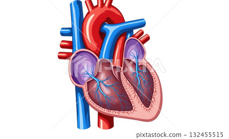 Human Cardiovascular System with Oxygenation Color Coding Human Cardiovascular System with Oxygenation Color Coding 132455515