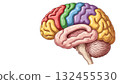 Human Brain Anatomy with Color-Coded Lobes and Structures 132455530