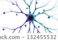 Detailed Neuron Structure with Glial Cells 132455532