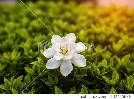 Pristine white gardenia blossom with dew drops in a vibrant green garden Pristine white gardenia blossom with dew drops in a vibrant green garden 132455626