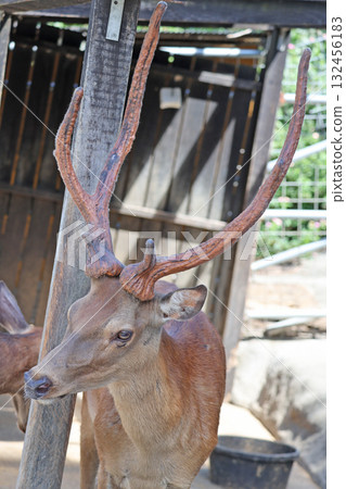 Red deer 132456183