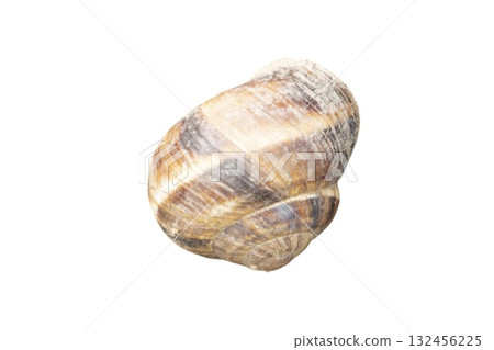 Burgundy snail shell isolated on white background showing its spiral pattern 132456225
