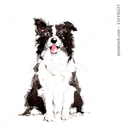 Smiling Border Collie watercolor illustration 132456227