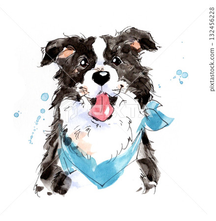 微笑邊境牧羊犬在水中玩耍 微笑邊境牧羊犬在水中玩耍 132456228