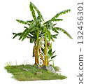 banana plant group in small grass field scene isolated on white background 132456301