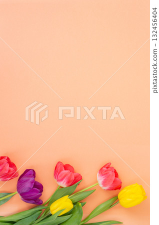 Vibrant tulips on peach background 132456404