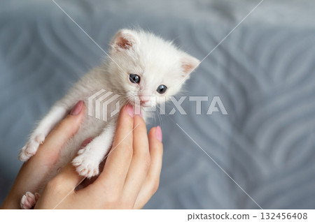 Adorable white kitten cradled by hands against soft gray background. International Rescue Cat Day 132456408