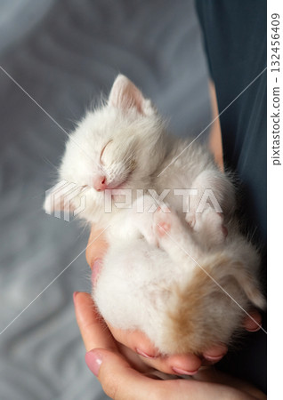 Adorable white kitten sleeping peacefully in hands. National Cat Lady Day 132456409