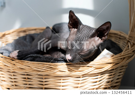 National Cat Lovers Month Peaceful Sphynx Cat Napping in Wicker Basket 132456411