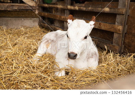 Young white calf resting on straw in barn stall Young white calf resting on straw in barn stall 132456416