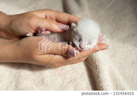 Gentle hands cradling newborn kitten on a soft blanket Gentle hands cradling newborn kitten on a soft blanket 132456428