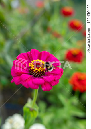 Vibrant pink zinnia with bumblebee in blooming garden Vibrant pink zinnia with bumblebee in blooming garden 132456433