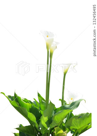 Calla lilies growing with green leaves isolated Calla lilies growing with green leaves isolated 132456495