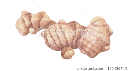 Fresh whole ginger root watercolor illustration illustration on isolated background. Natural organic rhizome plant for recipe, package. For treating colds poster, strengthening the immune system print Fresh whole ginger root watercolor illustration illustration on isolated background. Natural organic rhizome plant for recipe, package. For treating colds poster, strengthening the immune system print 132456743