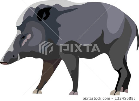 Wild Boar Mammal Animal Wild Boar Mammal Animal 132456885