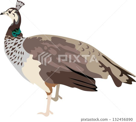 Peahen Bird Animal Peahen Bird Animal 132456890