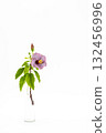 Purple Hibiscus_Kate 03 132456996