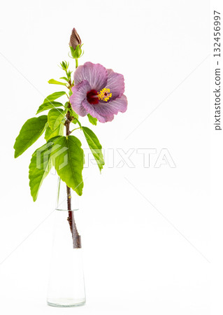 紫色芙蓉_Kate_04 紫色芙蓉_Kate_04 132456997