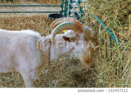 Billy goat in farm 132457212