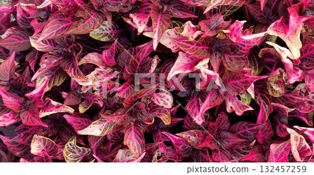 Bright macro of tropical ornamental leaf. Pink, magenta, red vein texture forms a bold background for design, packaging, branding, print, poster, card, web, and social media, evoking energy and style. 132457259