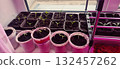 cozy indoor gardening scene featuring young seedlings growing in plastic pots on a windowsill, illuminated by LED grow lights. Ideal for promoting home gardening, plant growth, and organic cultivation 132457262