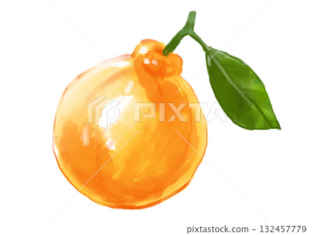 手繪水彩畫,描繪了新鮮採摘的美味凸頂柑 手繪水彩畫,描繪了新鮮採摘的美味凸頂柑 132457779