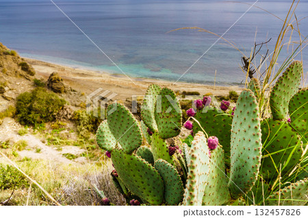 Cactus plants, succulent on sea coast Cactus plants, succulent on sea coast 132457826