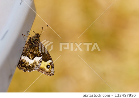 Brown butterfly. Nature in Mont Ventoux, France 132457950