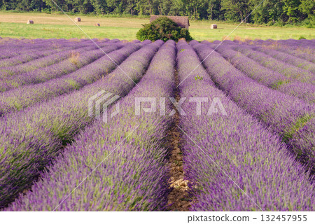Summer landscape with lavender fields, France 132457955