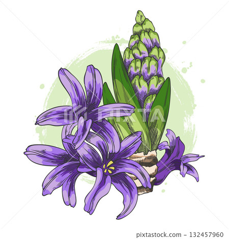 Purple hyacinth flowers with buds, leaves, and bulb on a green round background. Purple hyacinth flowers with buds, leaves, and bulb on a green round background. 132457960