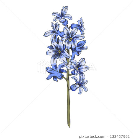 Hyacinth flower sketch vector icon, hand drawn spring blossom plant, blue bouquet blooming floral botanical design 132457961
