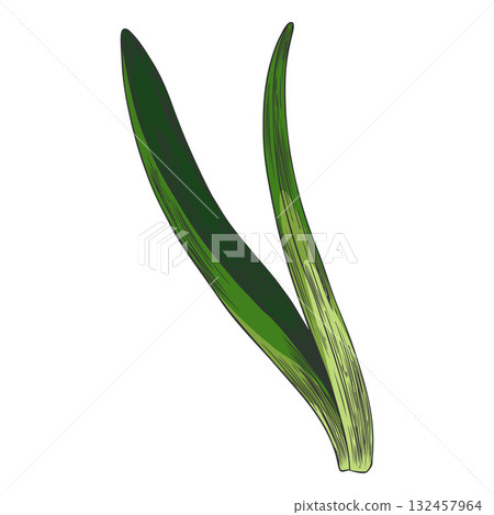 Green hyacinth leaves, hand-drawn watercolor sketch, vintage engraved style. Green hyacinth leaves, hand-drawn watercolor sketch, vintage engraved style. 132457964