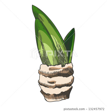 Hyacinth flower leaves sketch vector icon, hand drawn spring plant, bulb herb, green leaf, realistic botanical design Hyacinth flower leaves sketch vector icon, hand drawn spring plant, bulb herb, green leaf, realistic botanical design 132457972