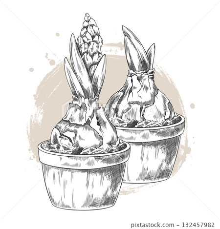 Black and white hand-drawn sketch of hyacinth bulbs with sprouts and buds in pots. 132457982