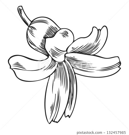 Hyacinth flower, black and white hand-drawn outline sketch. 132457985