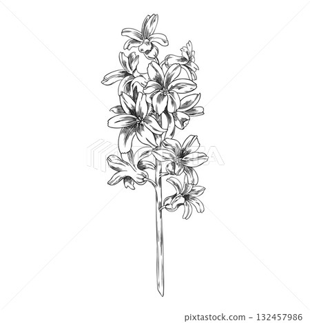 Monochrome sketch of hyacinth flowers on a stem, vintage engraved style, hand drawn. 132457986